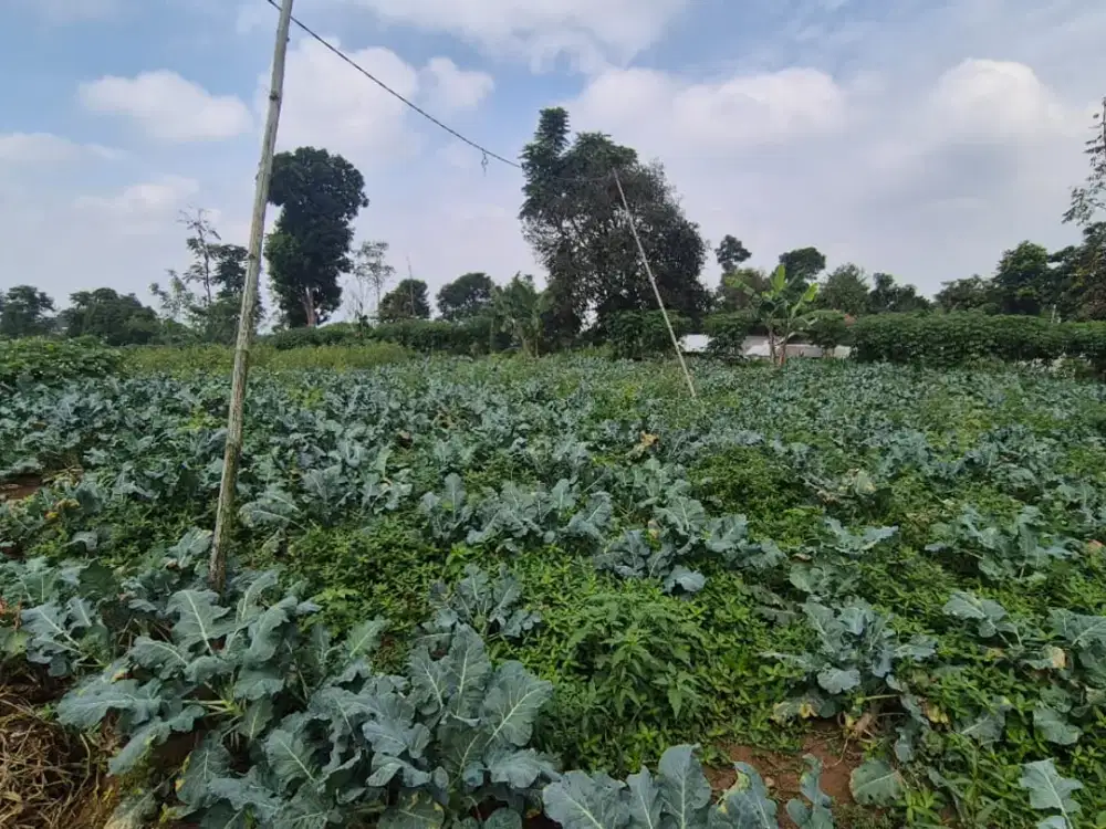 Dijual Lahan Luas Hadap Timur di Cipageran Cimahi Harga Terjangkau