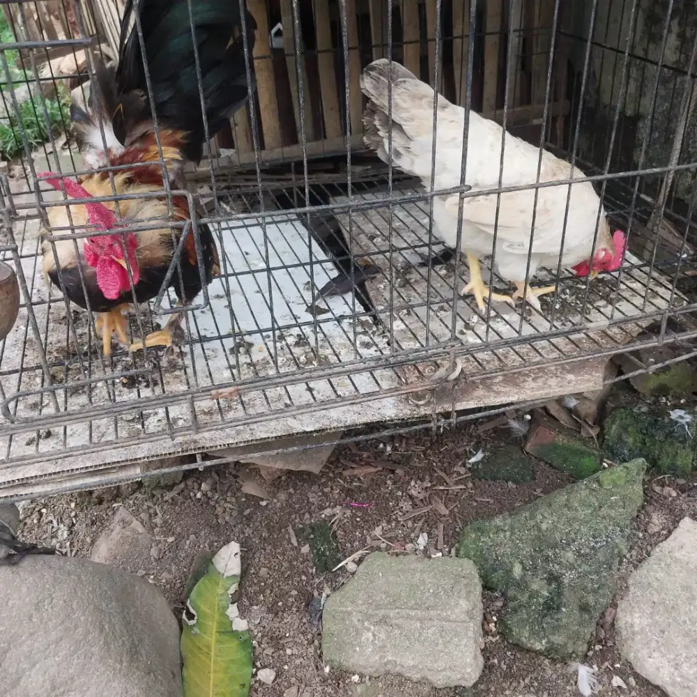JUAL 2 PASANG AYAM SUDAH BERTELUR