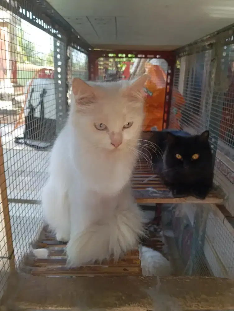 Jual kucing persia