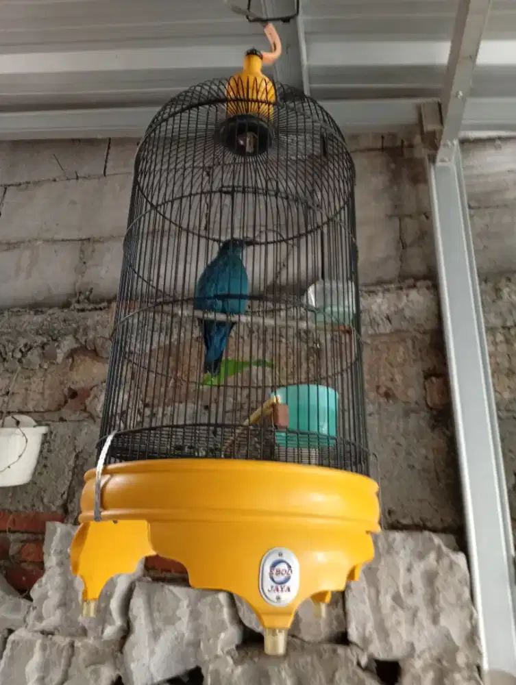 C biru & kandang besi bulat