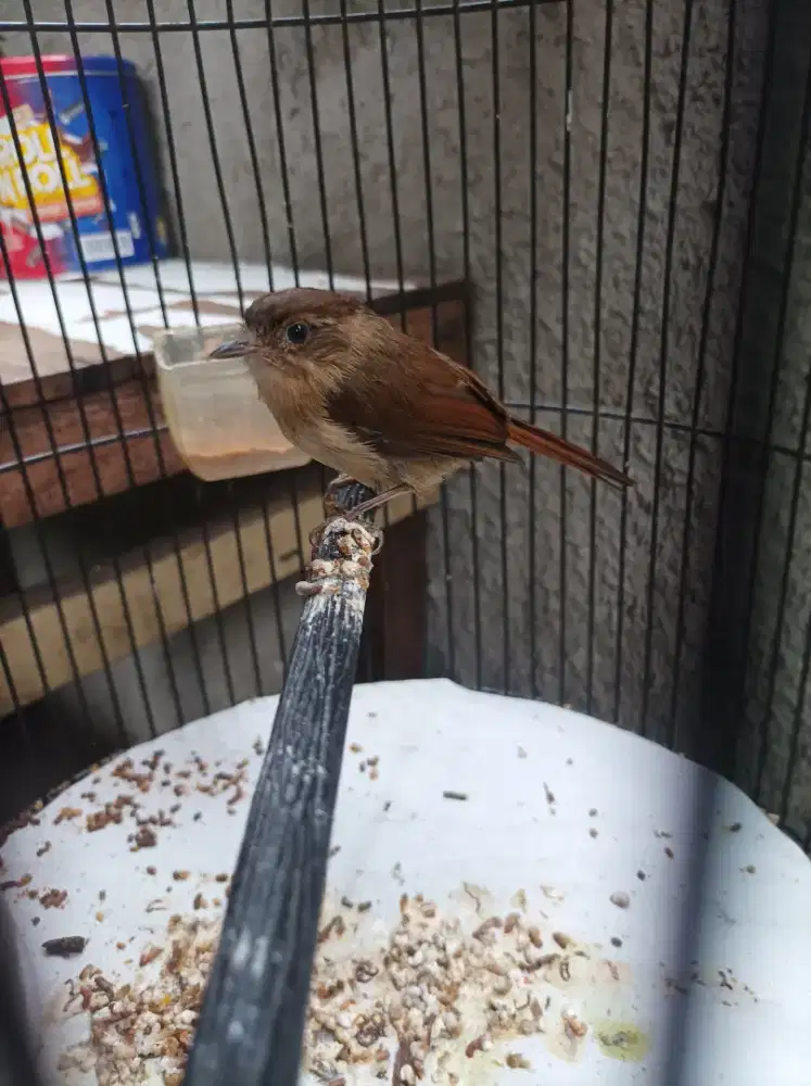 Flamboyan Wergan jawa guru mastering