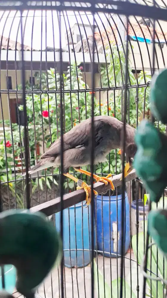 Jalak kebo mata putih dari loloh jantan muda