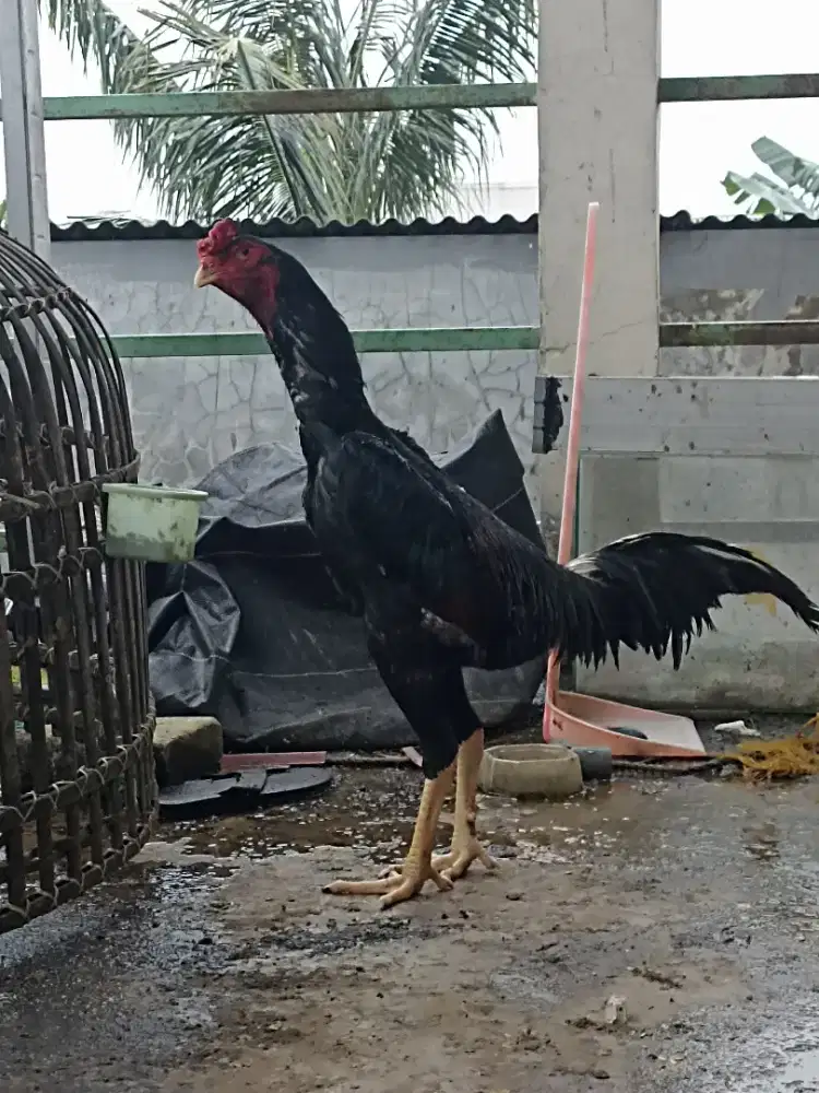 Shamo Jepang original