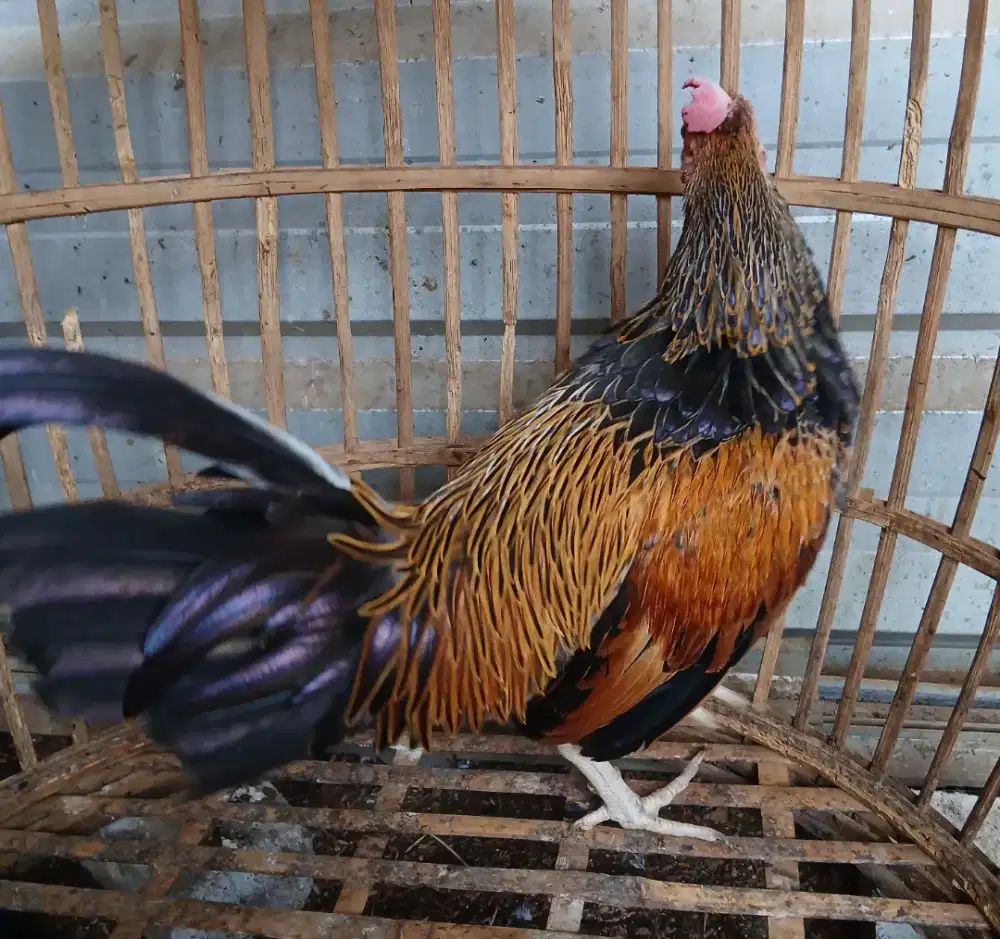 Ayam bekisar kembar 3 ekor