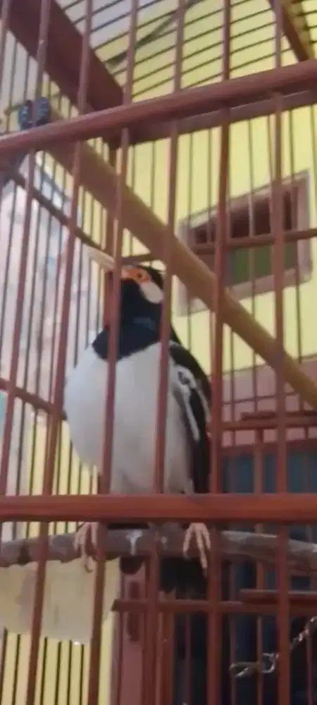 Jalak suren jawa mulus nominus gacor