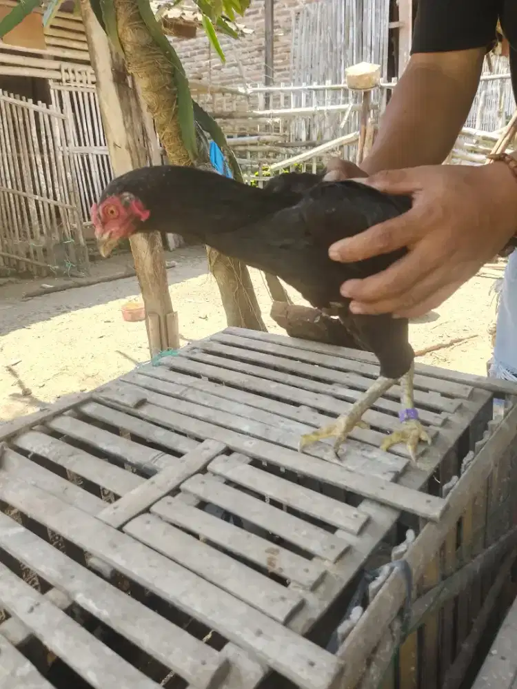 Ayam Birma jaminan ijo