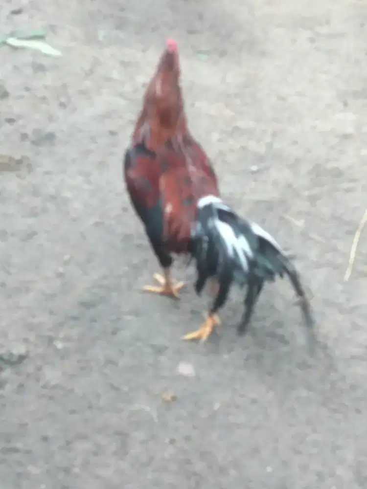 Ayam Jago Birma X Bangkok