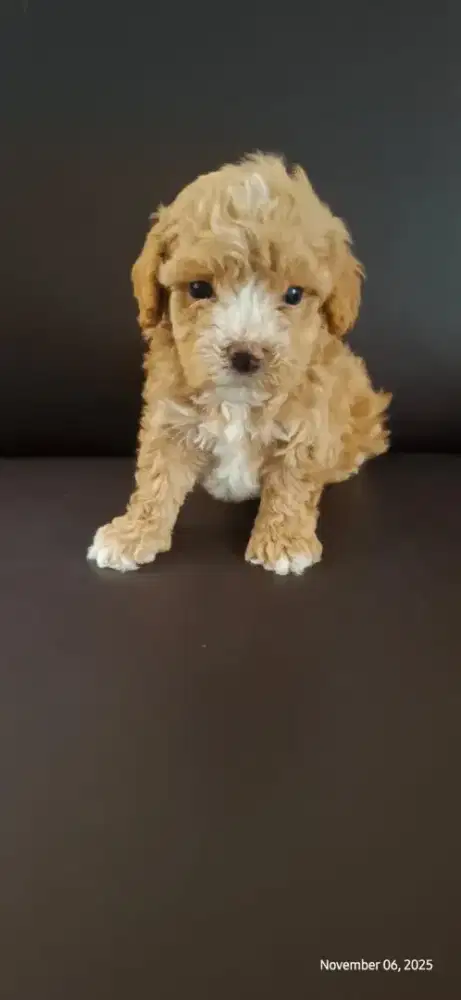 White marking toy poodle, male