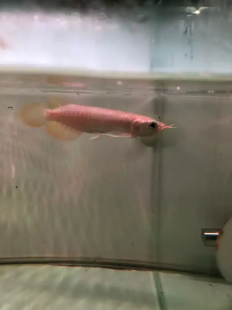 Arowana red Banjar