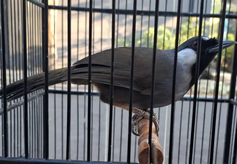 Jual poksay hongkong bunyi