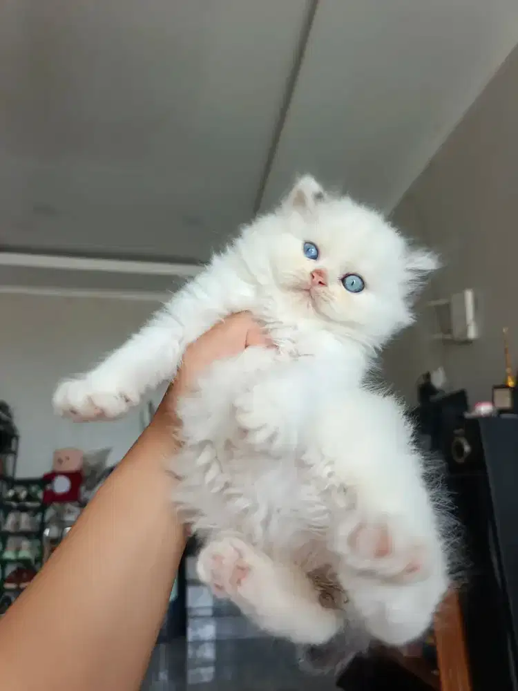 Kucing RAGDOLL SUPER LUCU