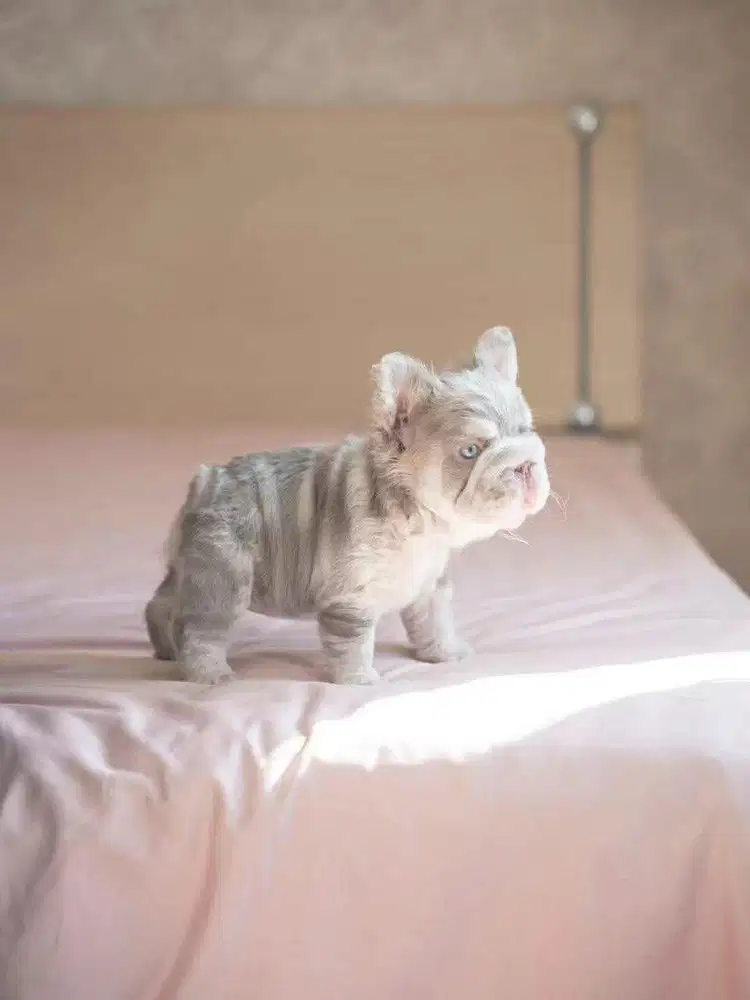 for sale frenchy fluffy