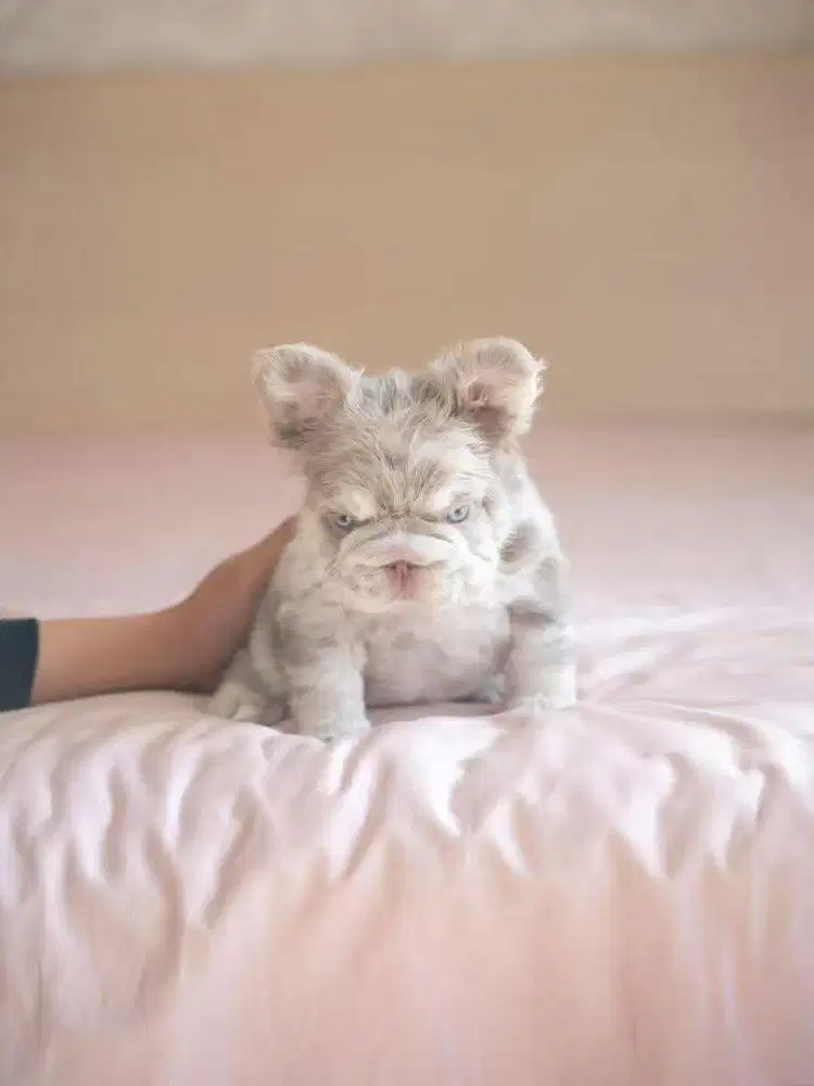 for sale frenchy fluffy