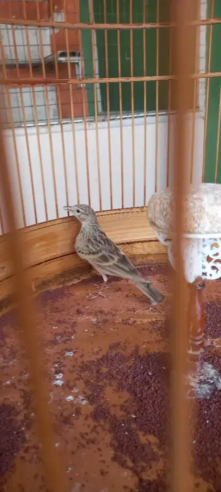 Branjangan import GREATER SHORT TOED LARK