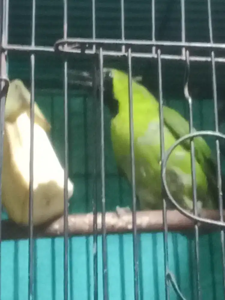 Masteran burung murai burja