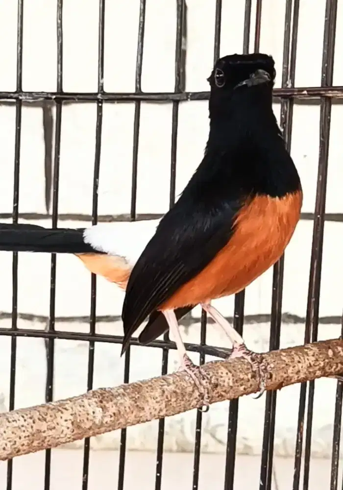 Murai hutan prestasi