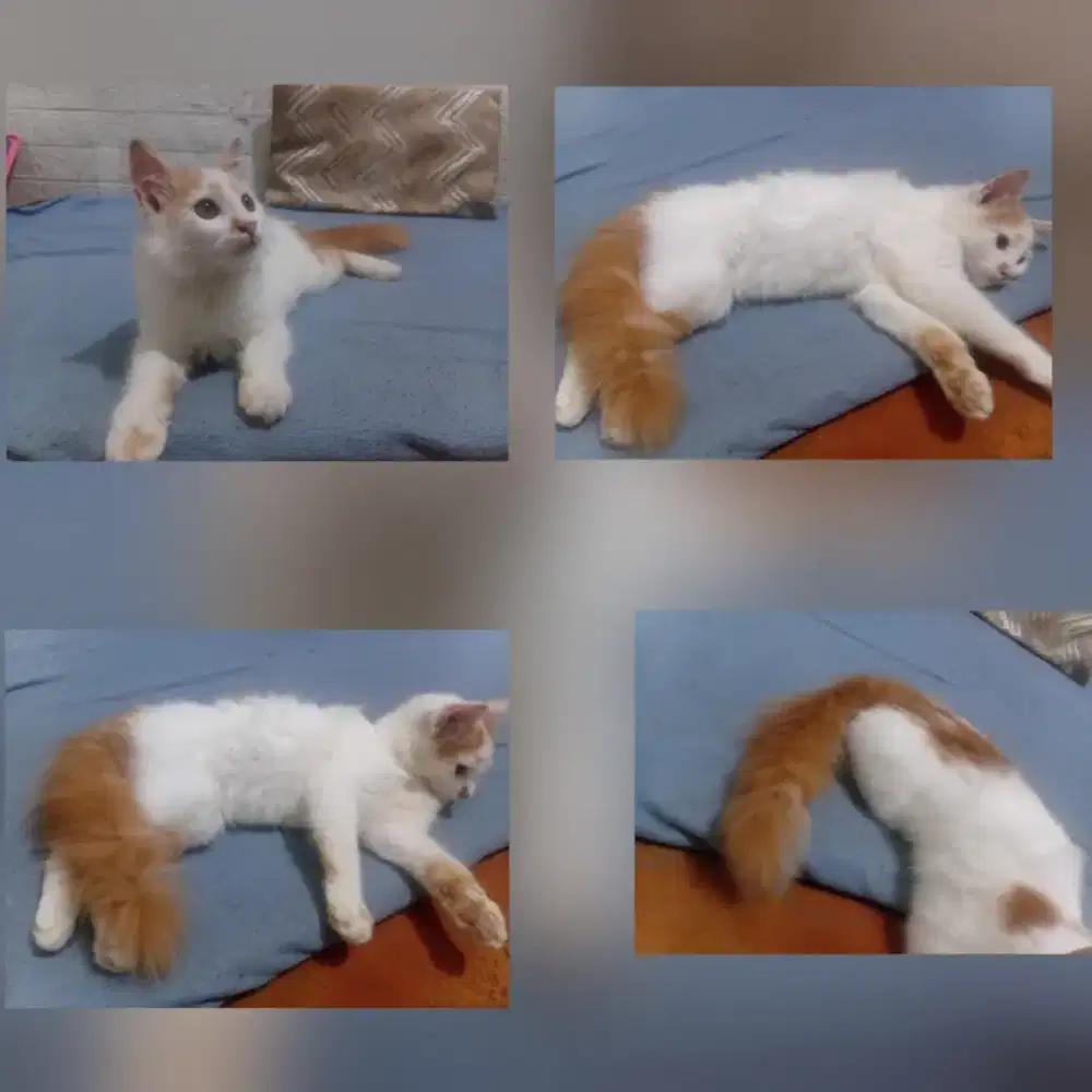 Open adopt Kitten anggora jantan 4 bulan