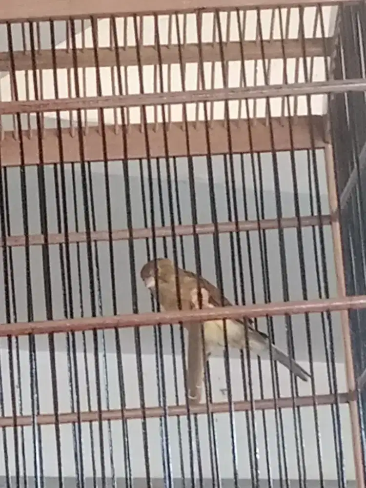 Burung kenari af jantan riwikan burja