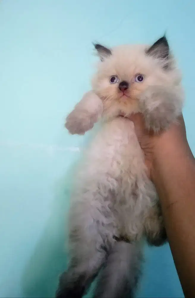 Kucing kitten Ragdoll Fmale lucu