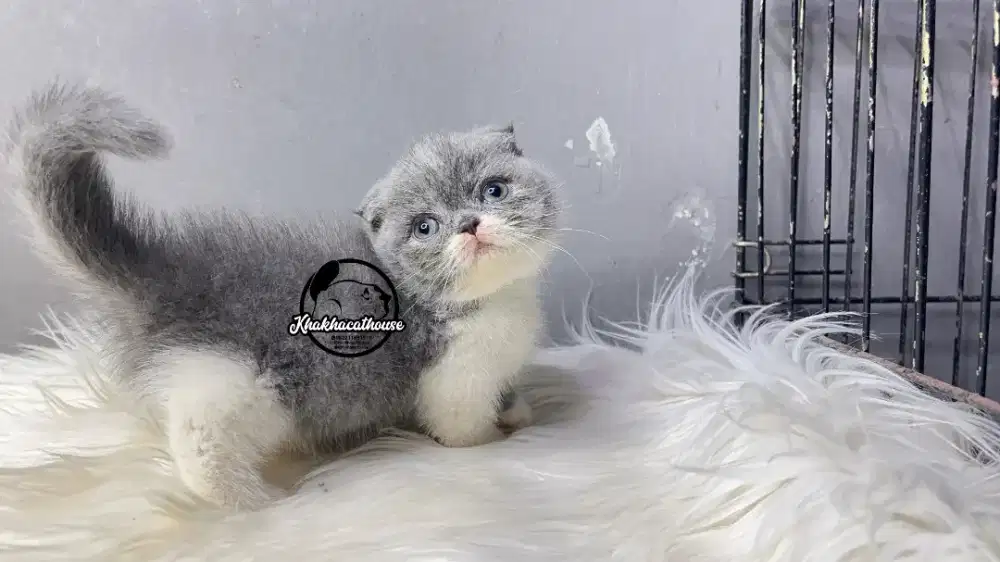 Bsh munchkin fold (gaeli)