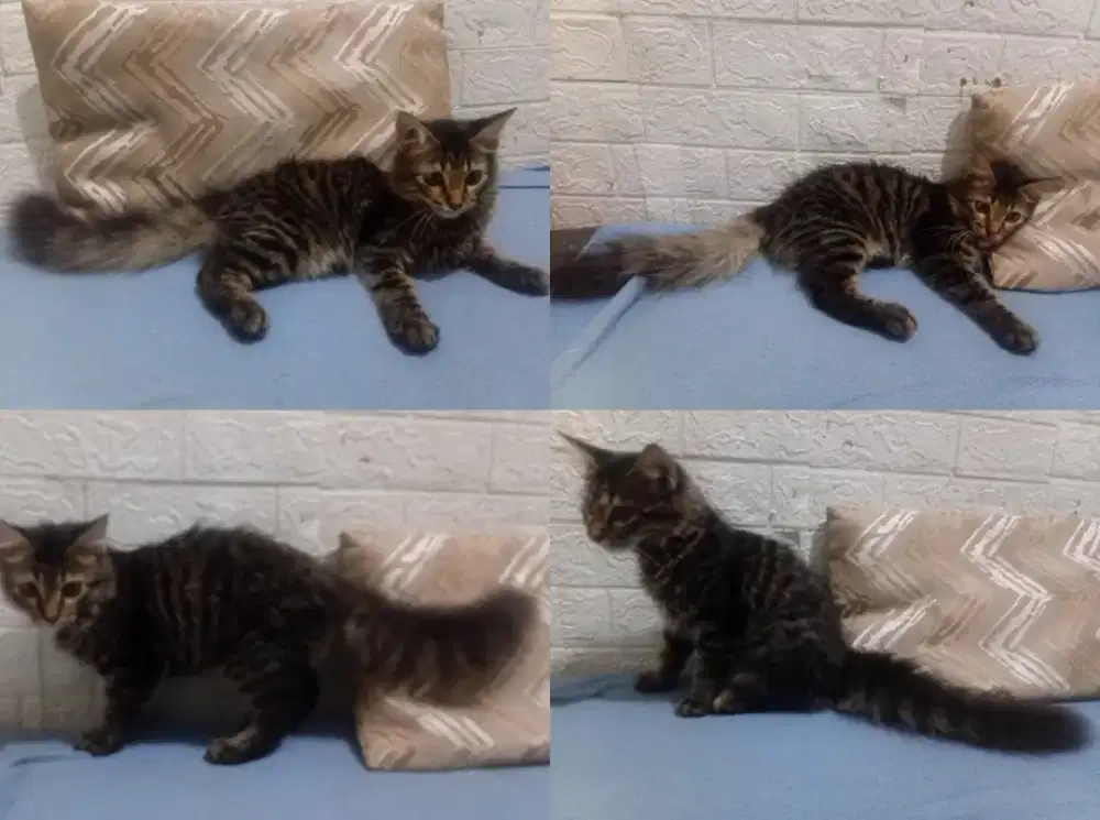 Kucing anggora kitten 4 bulan jantan