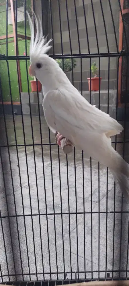 Parkit australi falk fallow albino MM rare item.