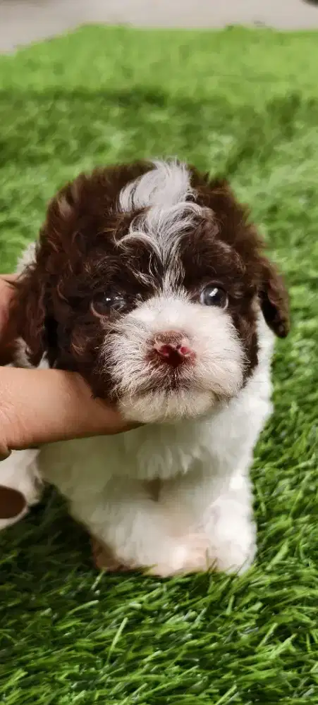 Poodle party Choco betina