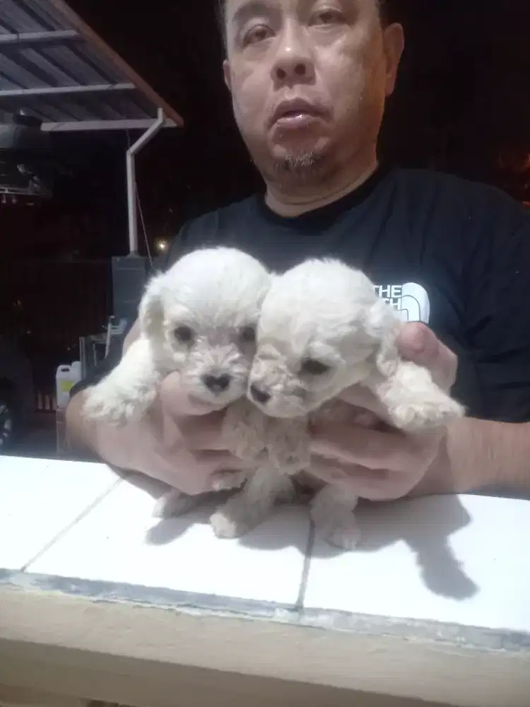 White poodle 2 pasang
