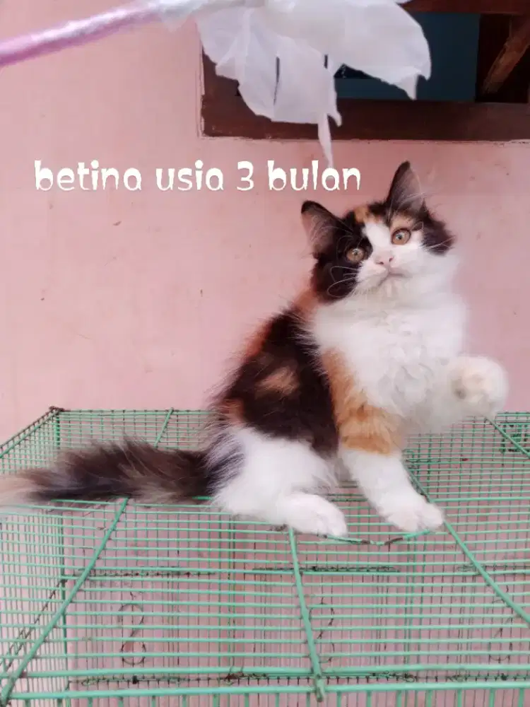 Kucing Persia medium