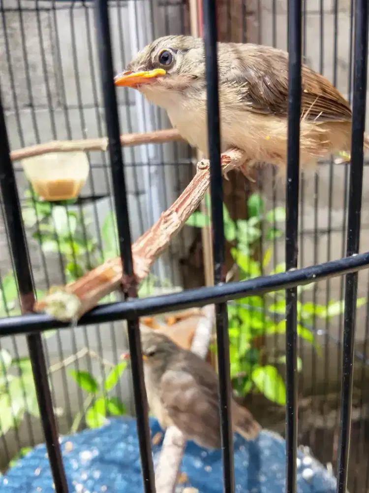 Cigun lolohan 2 ekor