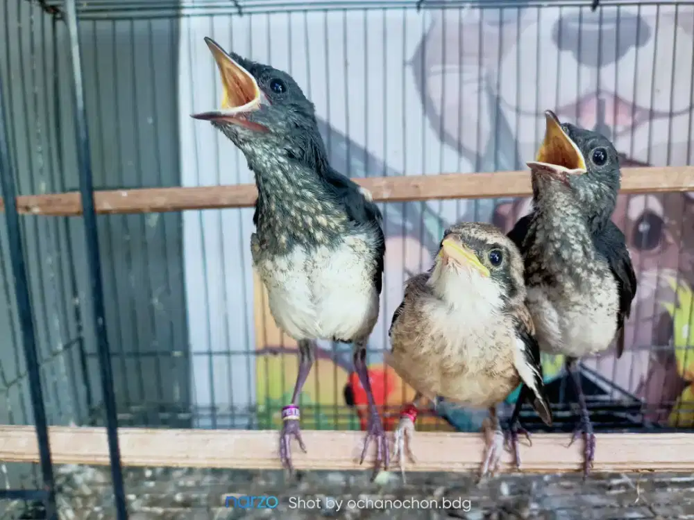 Anakan cendet dan Kacer daput