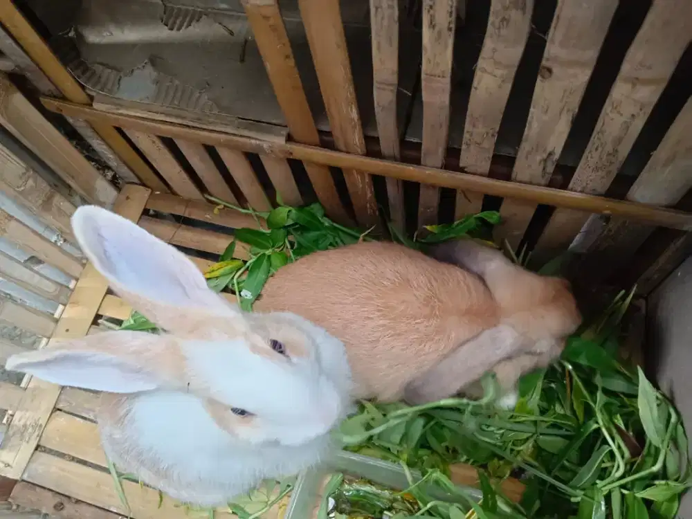 Kelinci Sepasang Sedang