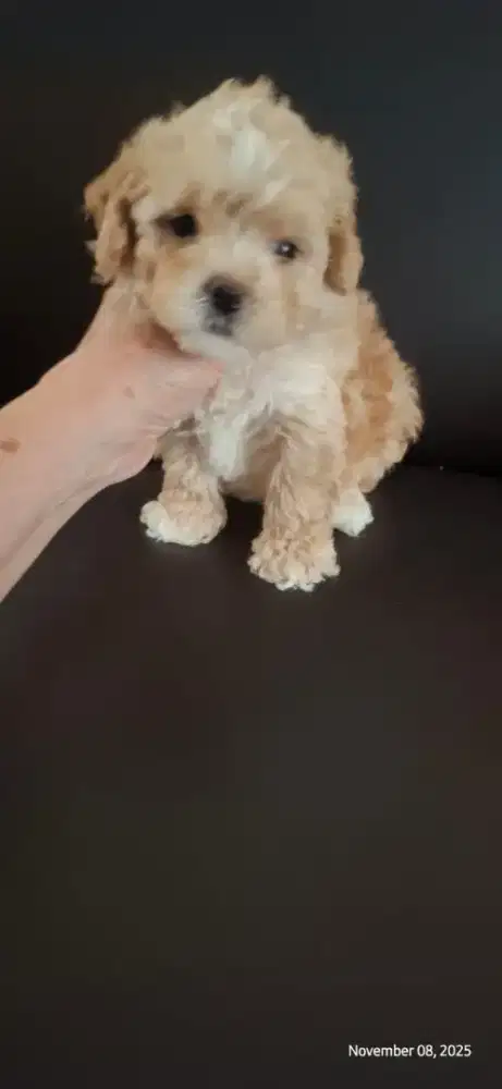 White marking toy poodle, female