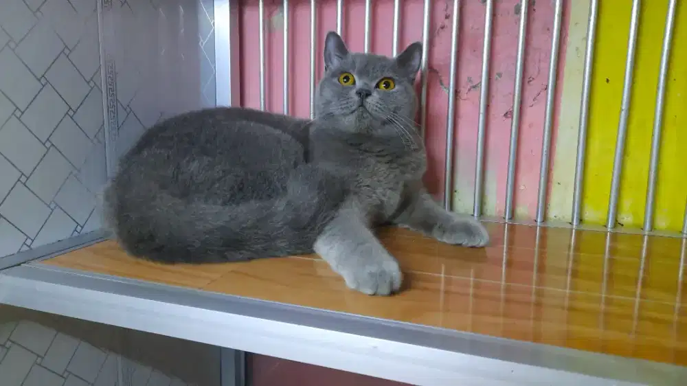 British shorthair
Blue solid 
Nonped
Female/betina
Kondisi hamil