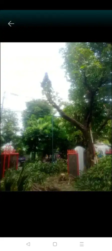 Terima jasa tebang pohon