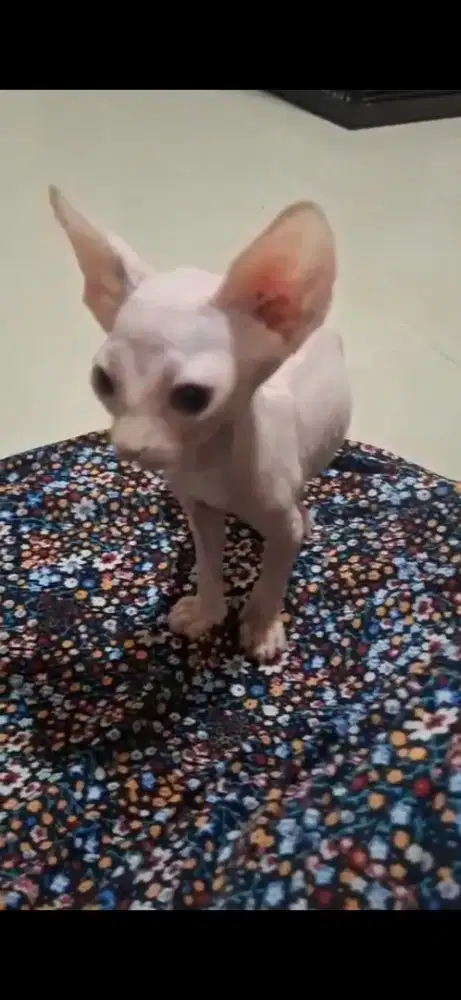 Kitten Sphynx Jantan sisa 1