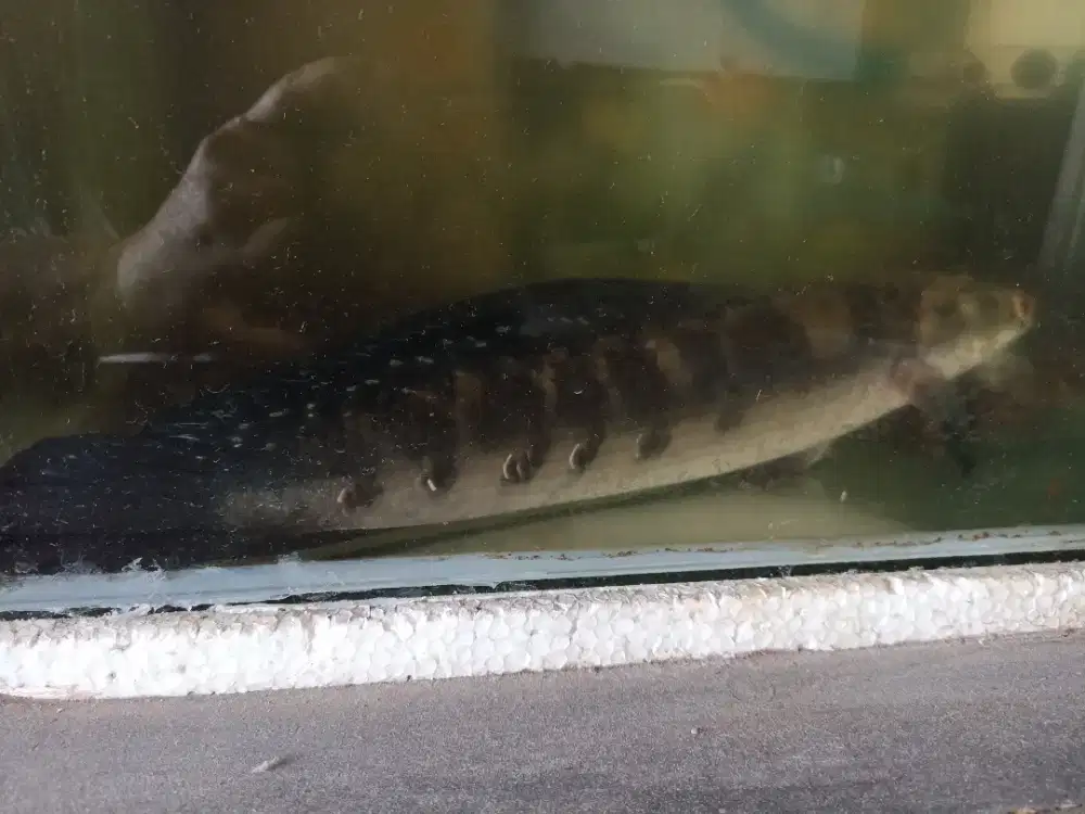 Jual bosan Channa (borongan)