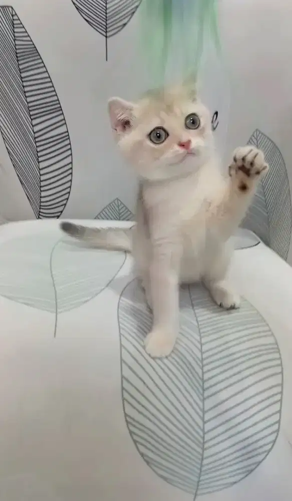 BRITISH SHORTHAIR/BSH GOLDEN