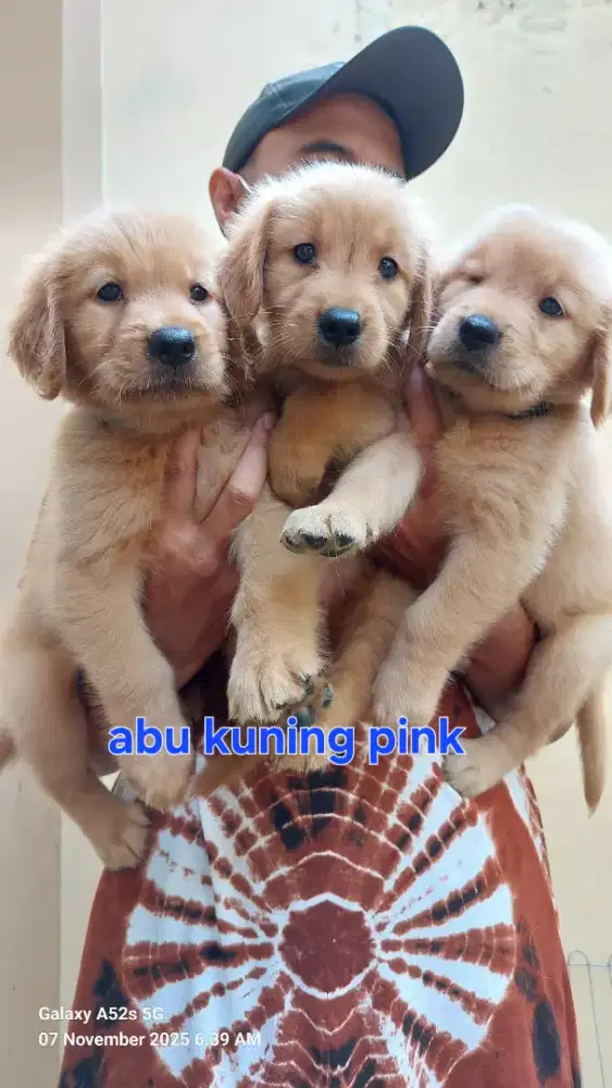 Golden Retriever Puppies