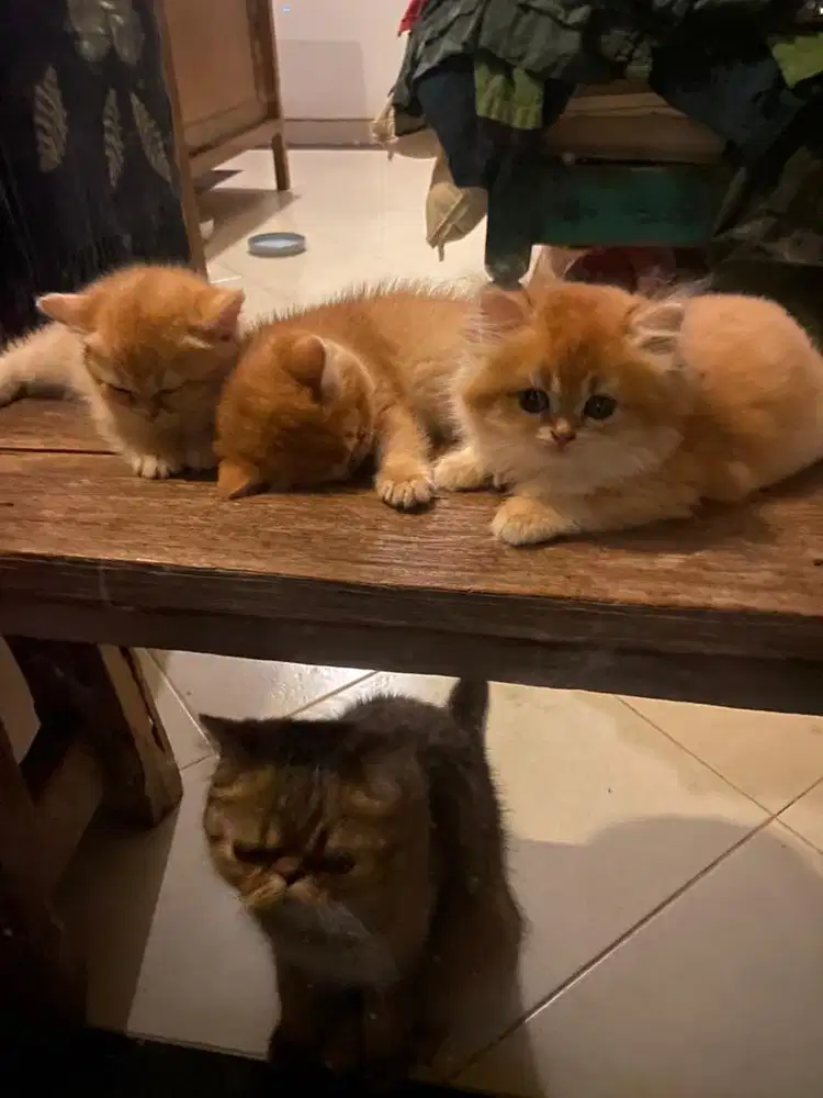 Golden British short hair