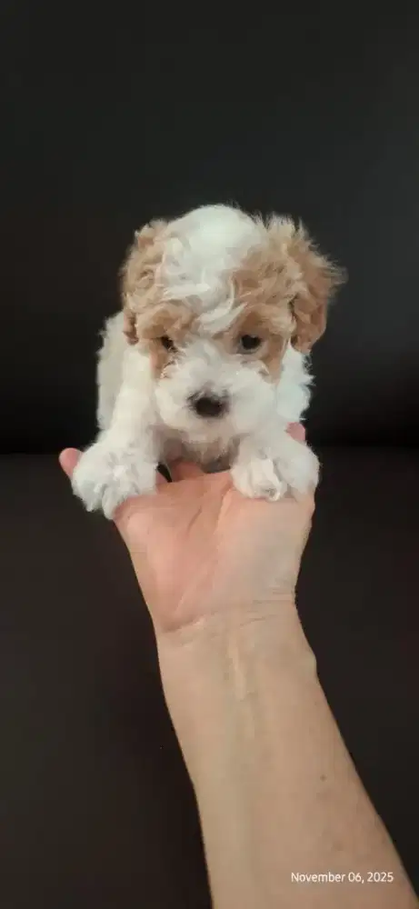 Party toy poodle, male