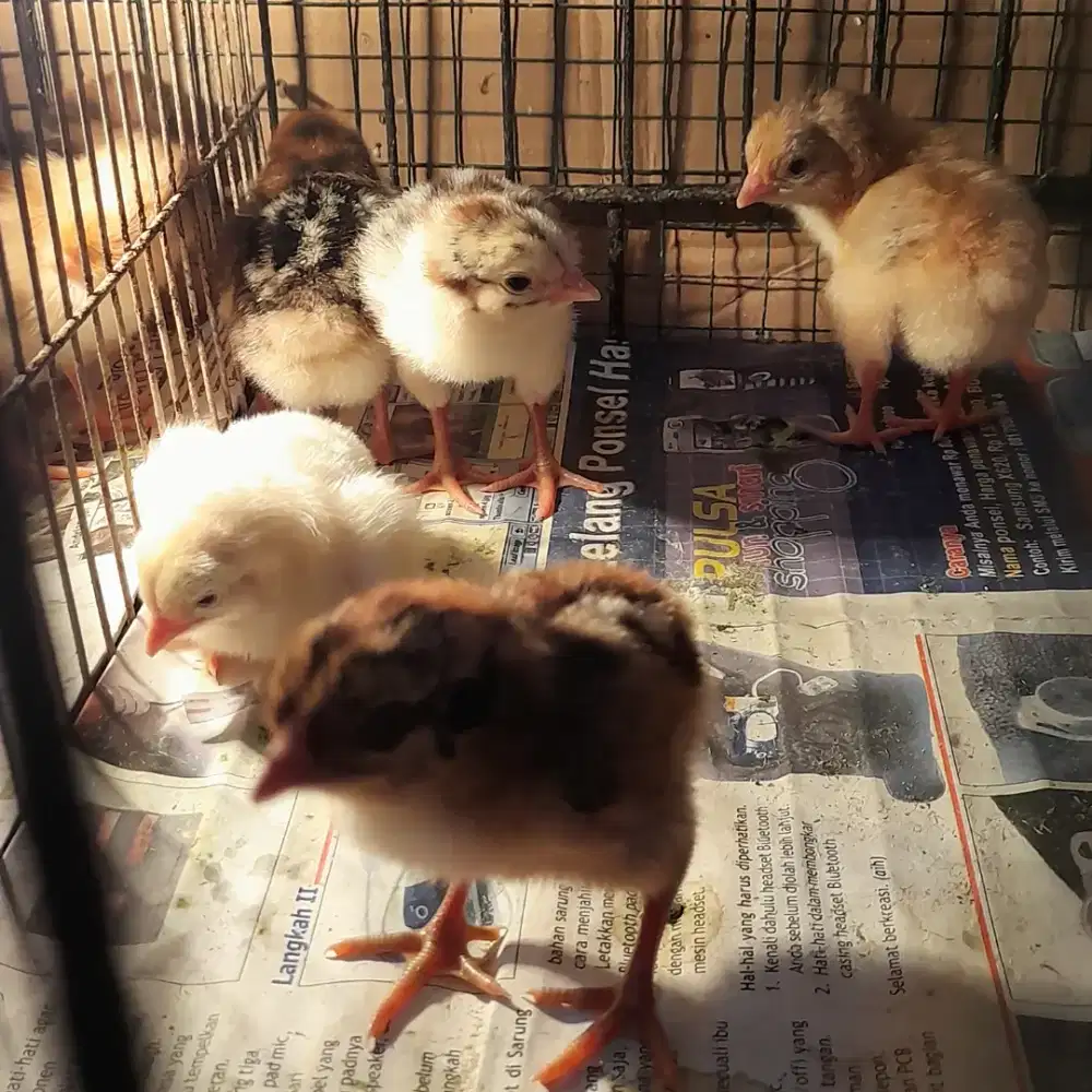 Ayam elba (kampung petelur)