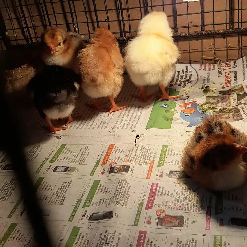 Ayam elba (kampung petelur)