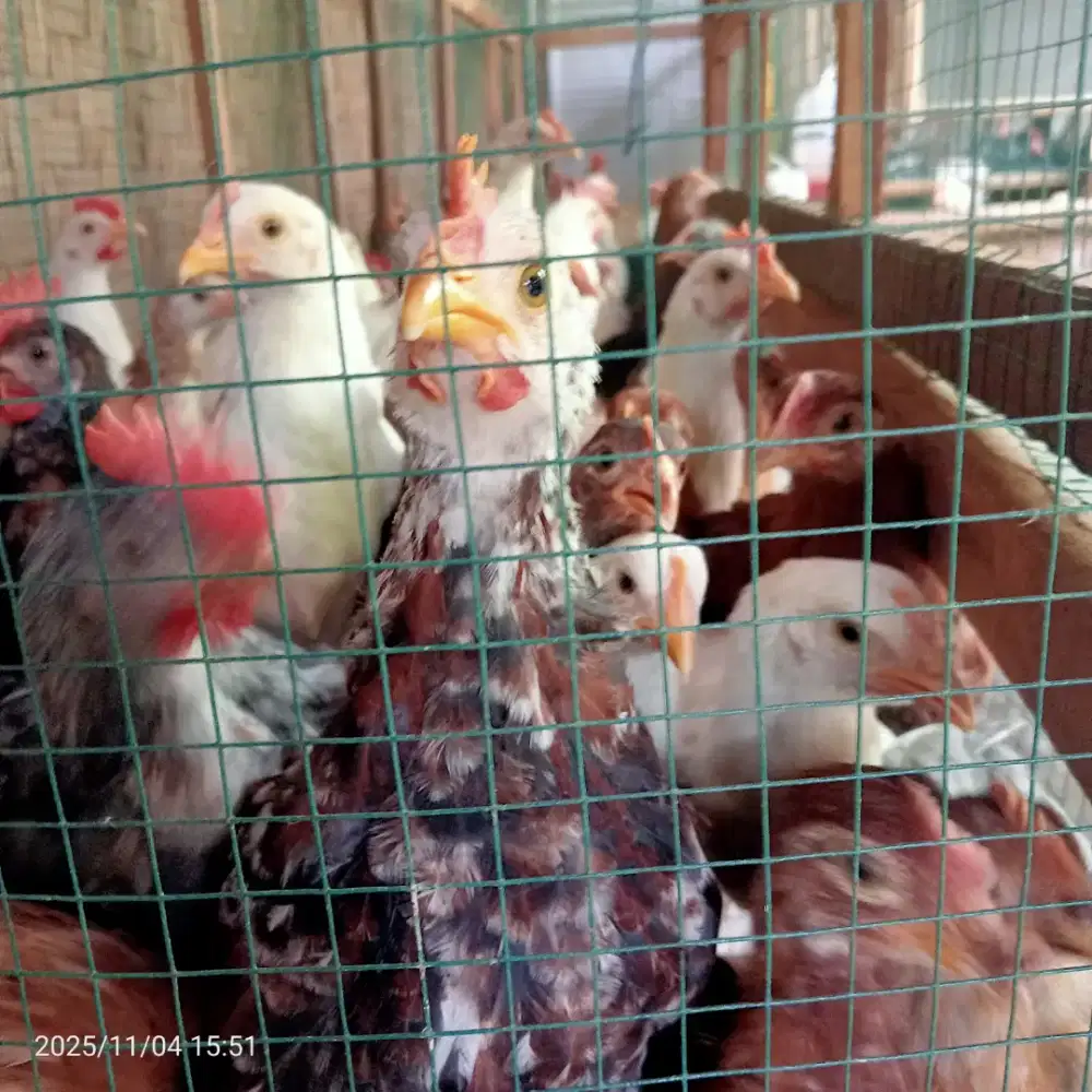 AYAM KAMPUNG PETELUR RAS AKM ( SILANGAN ELBA DGN WHITE LEGHORN)