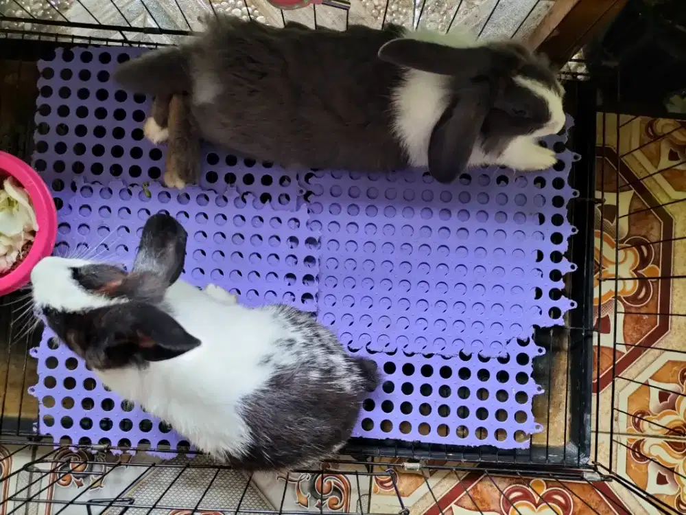 Jual kelinci 450rb (2 ekor)