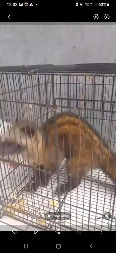Dijual musang pandan ( semi jinak )