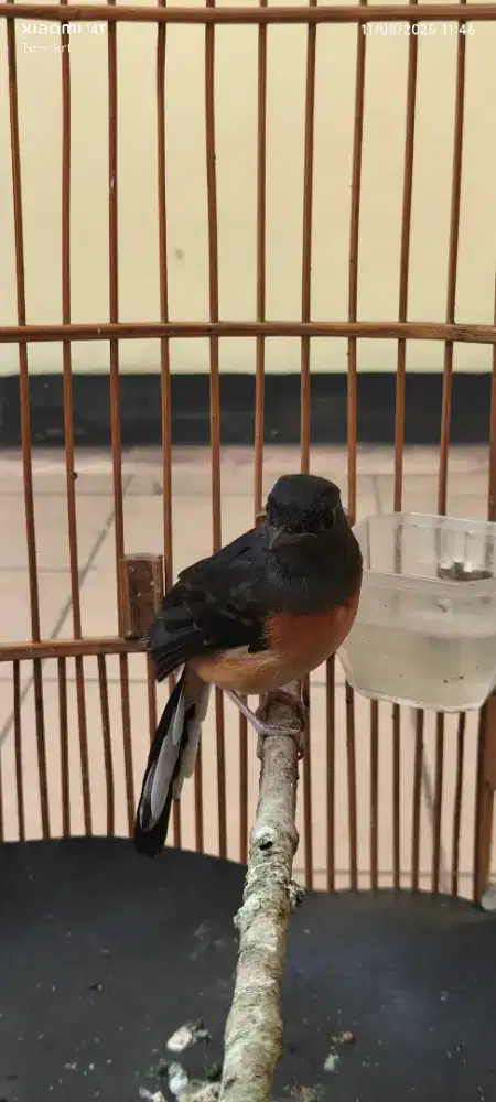 Murai Betina Warna Unik