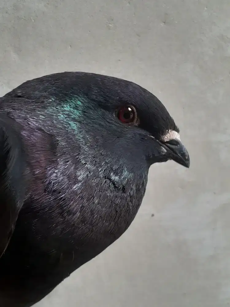 merpati jawa sungut jantan