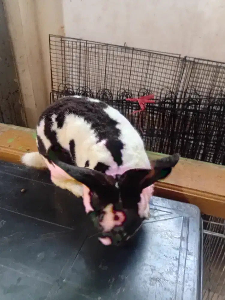 KELINCI REX BULU KARPET   DAN BLIGON JANTAN