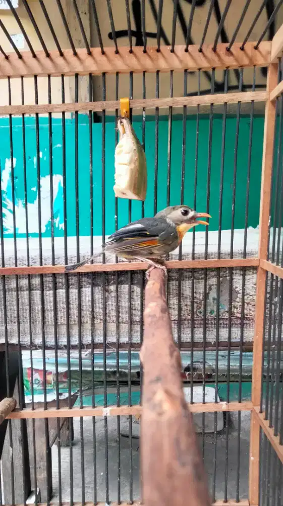 Burung Import Robinhod Jantan Rajin Bunyi Kencang Buat Masteran
